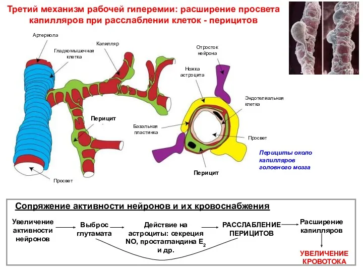 Третий механизм рабочей гиперемии: расширение просвета капилляров при расслаблении клеток - перицитов Сопряжение