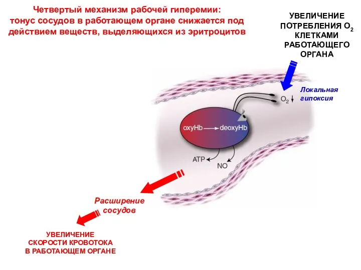 УВЕЛИЧЕНИЕ СКОРОСТИ КРОВОТОКА В РАБОТАЮЩЕМ ОРГАНЕ Четвертый механизм рабочей гиперемии: тонус сосудов в