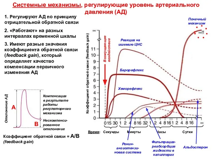 1. Регулируют АД по принципу отрицательной обратной связи 2. «Работают»