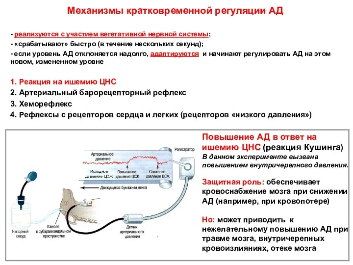 Повышение АД в ответ на ишемию ЦНС (реакция Кушинга) В данном эксперименте вызвана