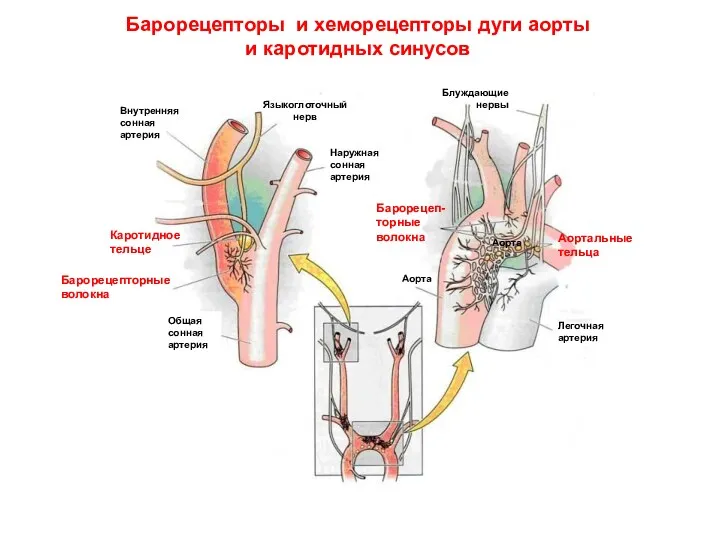 Легочная артерия Аорта Общая сонная артерия Внутренняя сонная артерия Языкоглоточный нерв Каротидное тельце