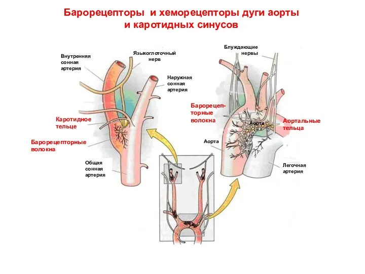 Легочная артерия Аорта Общая сонная артерия Внутренняя сонная артерия Языкоглоточный