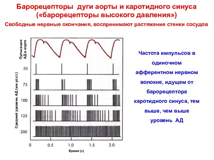 Частота импульсов в одиночном афферентном нервном волокне, идущем от барорецептора каротидного синуса, тем