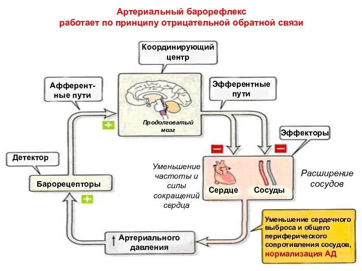 Артериальный барорефлекс работает по принципу отрицательной обратной связи Артериального давления