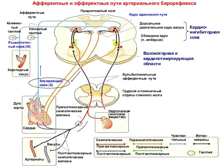 Афферентные и эфферентные пути артериального барорефлекса Каменис- тый ганглий Узловатый ганглий Продолговатый мозг