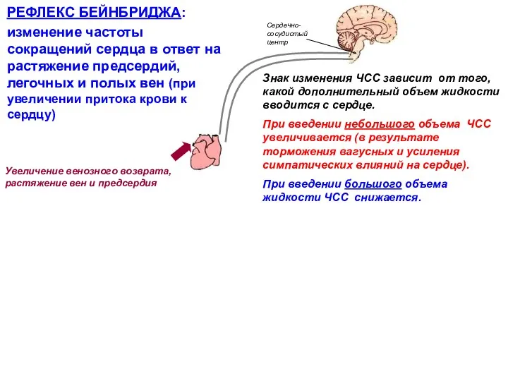 РЕФЛЕКС БЕЙНБРИДЖА: изменение частоты сокращений сердца в ответ на растяжение предсердий, легочных и