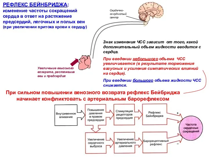 РЕФЛЕКС БЕЙНБРИДЖА: изменение частоты сокращений сердца в ответ на растяжение предсердий, легочных и