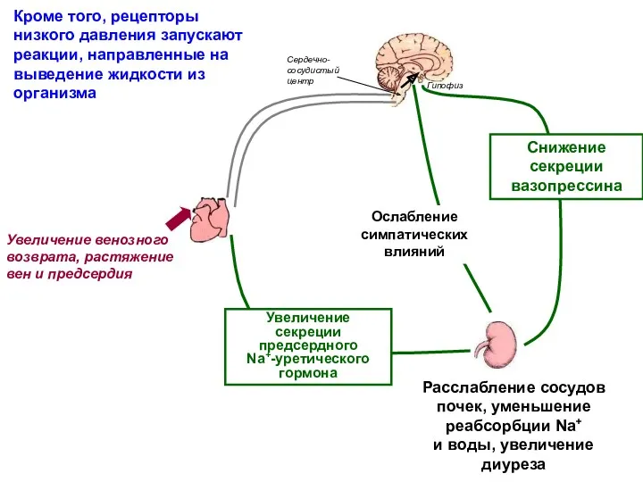 Ослабление симпатических влияний Расслабление сосудов почек, уменьшение реабсорбции Na+ и