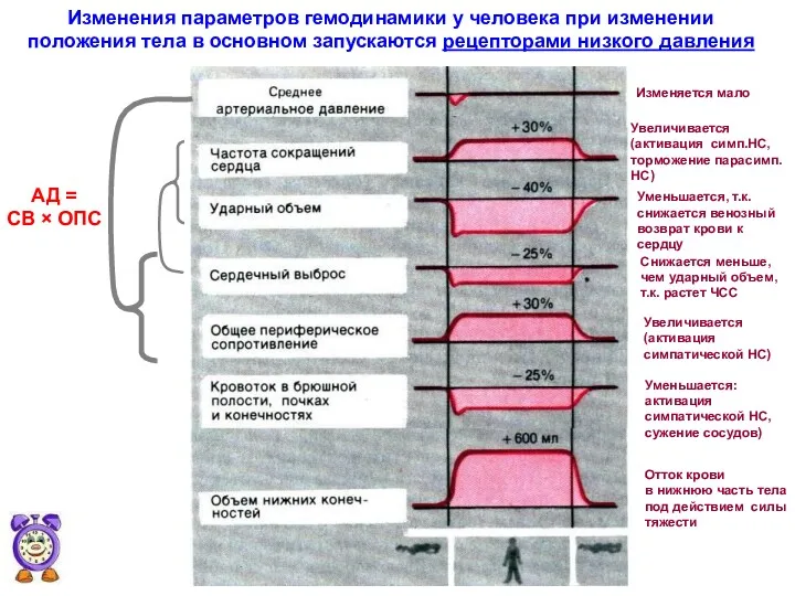 Изменения параметров гемодинамики у человека при изменении положения тела в