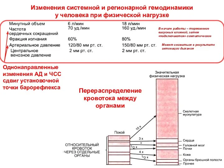 Может снижаться в результате активации дыхания В начале работы –