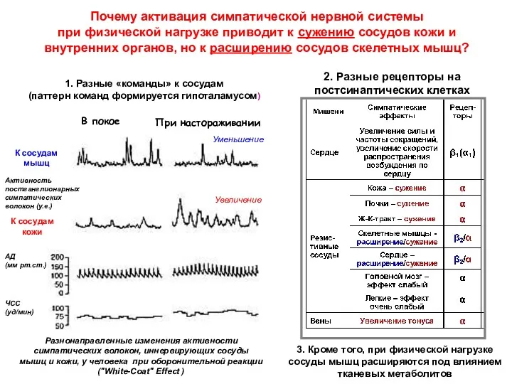 1. Разные «команды» к сосудам (паттерн команд формируется гипоталамусом) К сосудам мышц К