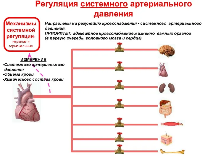 Механизмы системной регуляции: нервные и гормональные Направлены на регуляцию кровоснабжения - системного артериального