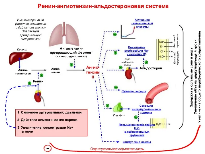 Ренин-ангиотензин-альдостероновая система