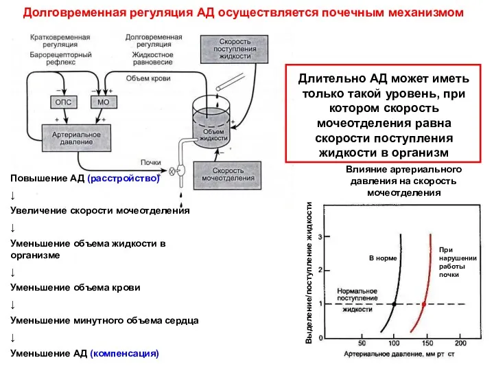 Долговременная регуляция АД осуществляется почечным механизмом Влияние артериального давления на скорость мочеотделения В