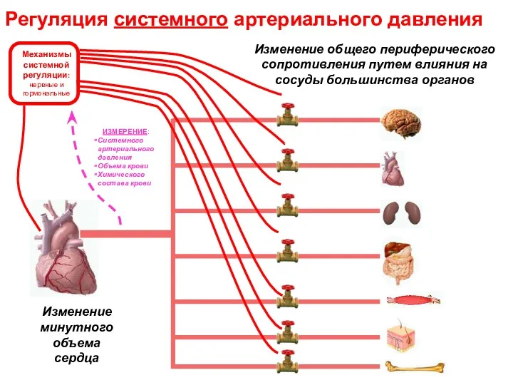 Механизмы системной регуляции: нервные и гормональные ИЗМЕРЕНИЕ: Системного артериального давления Объема крови Химического