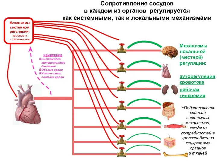 Механизмы локальной (местной) регуляции: ауторегуляция кровотока рабочая гиперемия «Подправляют» влияние