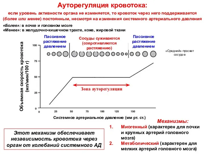 Ауторегуляция кровотока: если уровень активности органа не изменяется, то кровоток через него поддерживается