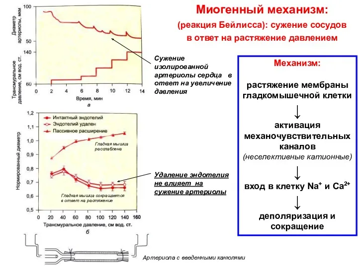 Сужение изолированной артериолы сердца в ответ на увеличение давления Удаление эндотелия не влияет