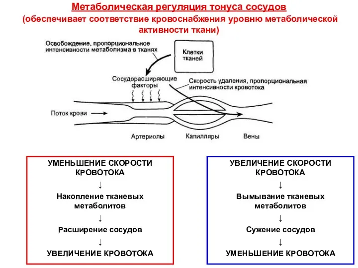 Метаболическая регуляция тонуса сосудов (обеспечивает соответствие кровоснабжения уровню метаболической активности