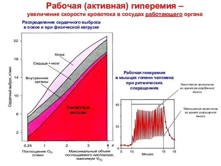 Рабочая (активная) гиперемия – увеличение скорости кровотока в сосудах работающего