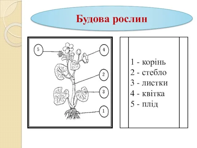 Будова рослин 1 - корінь 2 - стебло 3 - листки 4 -