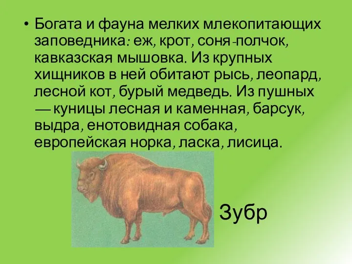 Зубр Богата и фауна мелких млекопитающих заповедника: еж, крот, соня-полчок,