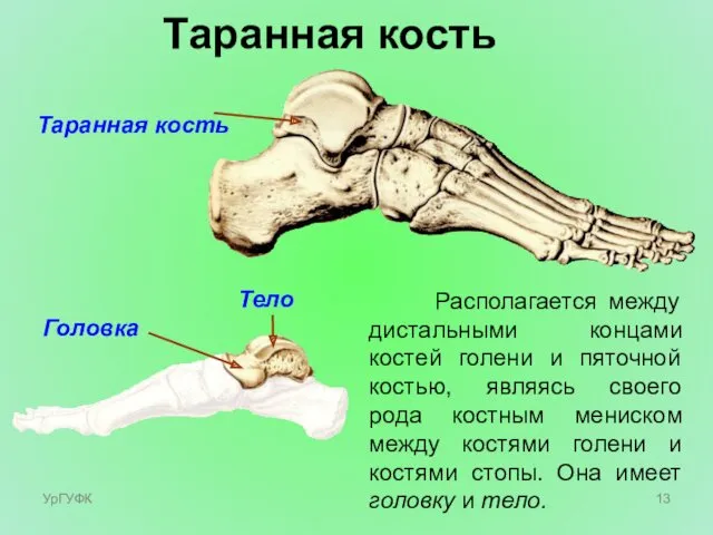 Таранная кость Располагается между дистальными концами костей голени и пяточной костью, являясь своего