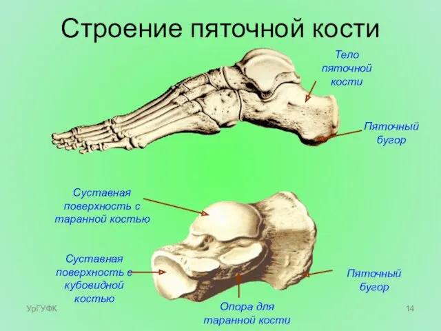 Тело пяточной кости Пяточный бугор Суставная поверхность с таранной костью Пяточный бугор Опора