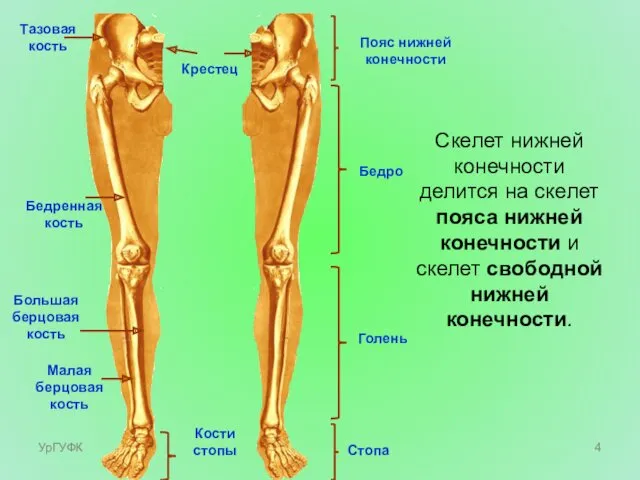 Скелет нижней конечности делится на скелет пояса нижней конечности и скелет свободной нижней