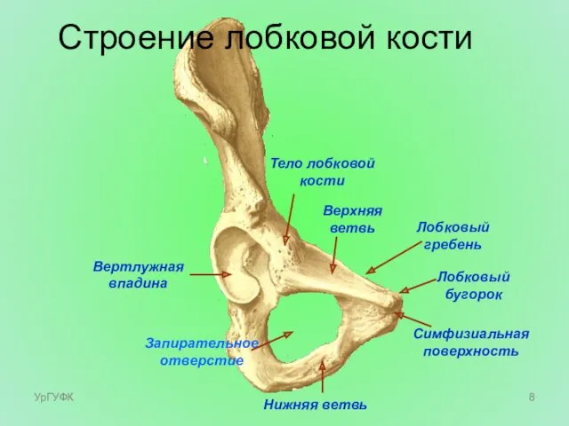 Вертлужная впадина Тело лобковой кости Верхняя ветвь Лобковый гребень Нижняя ветвь Симфизиальная поверхность