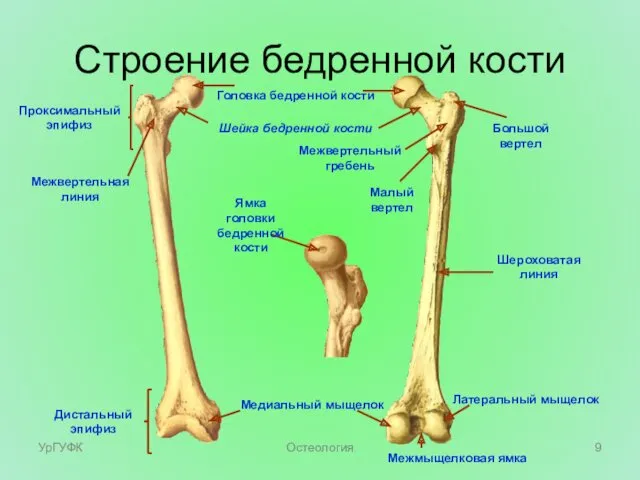 Строение бедренной кости Головка бедренной кости Шейка бедренной кости Проксимальный эпифиз Дистальный эпифиз