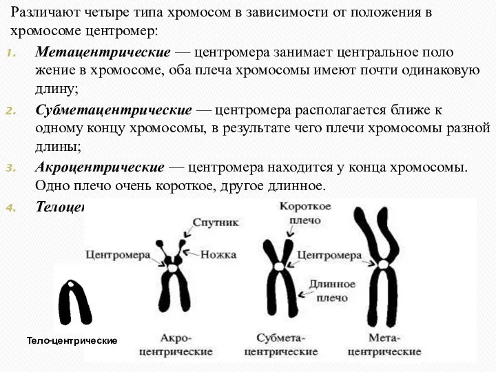 Различают четыре типа хромосом в зависимости от положения в хромосоме