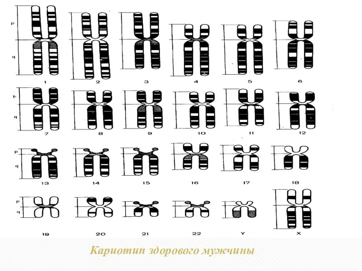 Кариотип здорового мужчины