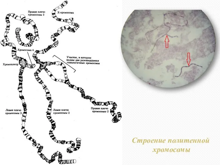 Строение политенной хромосомы