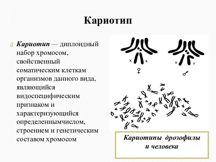 Кариотип Кариотип — диплоидный набор хромосом, свойственный соматическим клеткам организмов