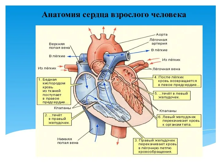 Анатомия сердца взрослого человека