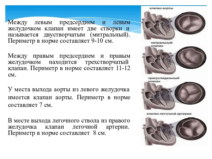 Между левым предсердием и левым желудочком клапан имеет две створки