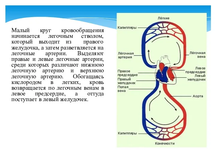 Малый круг кровообращения начинается легочным стволом, который выходит из правого