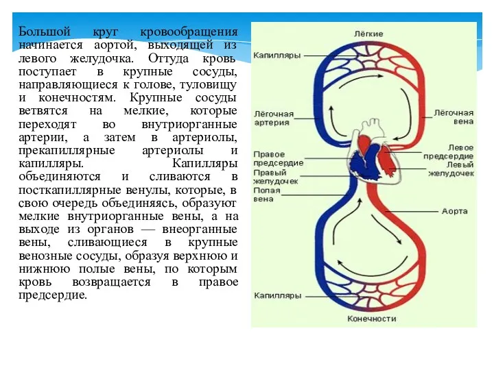 Большой круг кровообращения начинается аортой, выходящей из левого желудочка. Оттуда