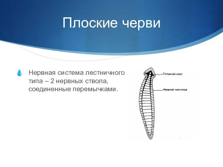 Плоские черви Нервная система лестничного типа – 2 нервных ствола, соединенные перемычками.