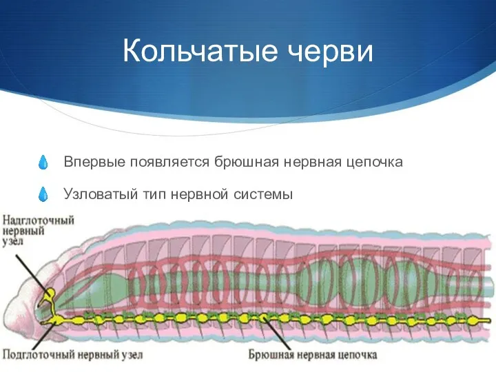 Кольчатые черви Впервые появляется брюшная нервная цепочка Узловатый тип нервной системы