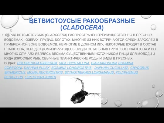 ВЕТВИСТОУСЫЕ РАКООБРАЗНЫЕ (CLADOCERA) ОТРЯД ВЕТВИСТОУСЫХ (CLADOCERA) РАСПРОСТРАНЕН ПРЕИМУЩЕСТВЕННО В ПРЕСНЫХ ВОДОЕМАХ - ОЗЕРАХ,