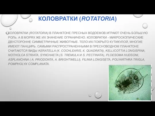 КОЛОВРАТКИ (ROTATORIA) КОЛОВРАТКИ (ROTATORIA) В ПЛАНКТОНЕ ПРЕСНЫХ ВОДОЕМОВ ИГРАЮТ ОЧЕНЬ БОЛЬШУЮ РОЛЬ, А