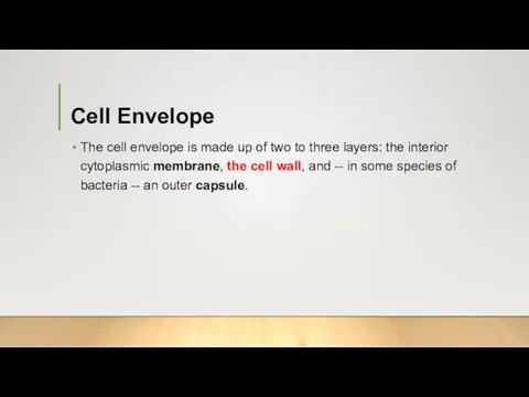 Cell Envelope The cell envelope is made up of two