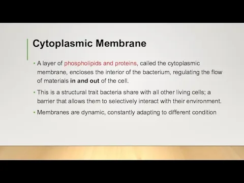Cytoplasmic Membrane A layer of phospholipids and proteins, called the