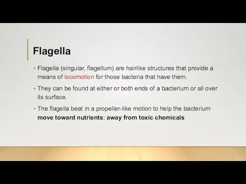 Flagella Flagella (singular, flagellum) are hairlike structures that provide a