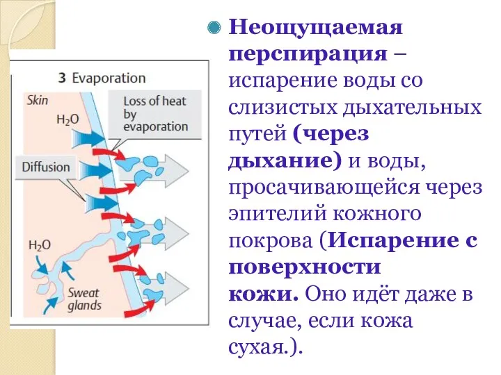 Неощущаемая перспирация – испарение воды со слизистых дыхательных путей (через дыхание) и воды,