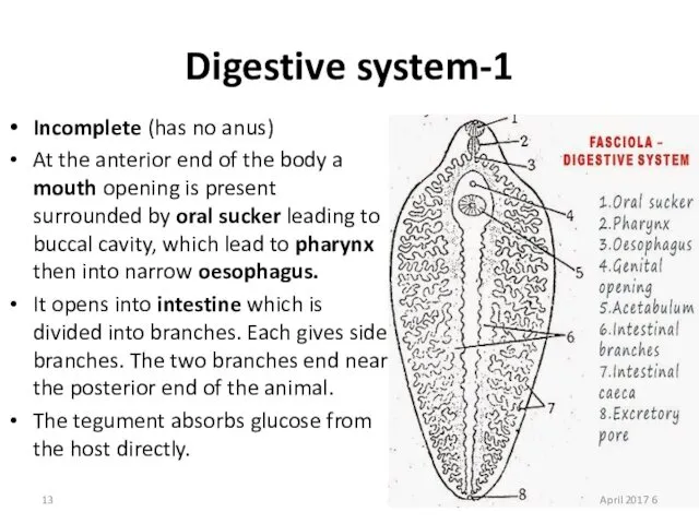 1-Digestive system Incomplete (has no anus) At the anterior end
