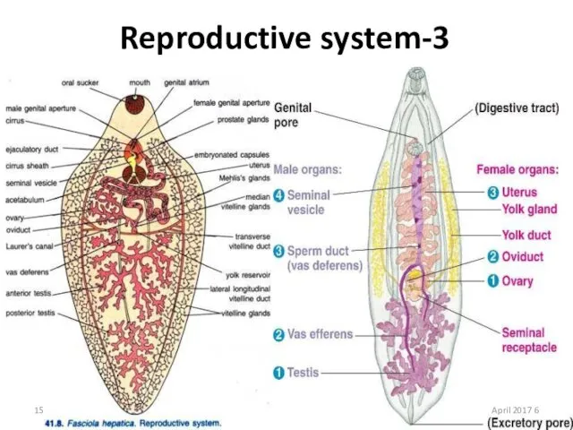 3-Reproductive system 6 April 2017