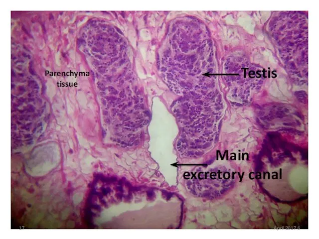 Testis Main excretory canal Parenchyma tissue 6 April 2017